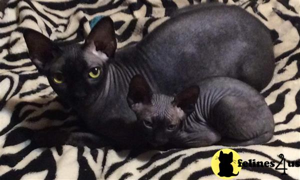 Barenakedsphynx Picture 1